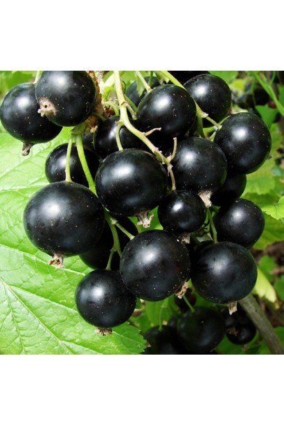 Смородина черная Вернисаж плоды